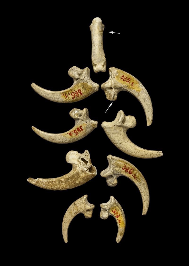 An image of white-tailed eagle talons from the Krapina Neandertal site in present-day Croatia, dating to approximately 130,000 years ago, may be part of a jewelry assemblage.