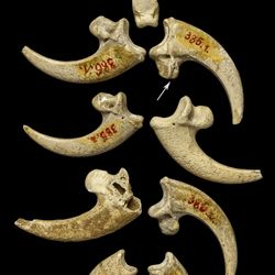 An image of white-tailed eagle talons from the Krapina Neandertal site in present-day Croatia, dating to approximately 130,000 years ago, may be part of a jewelry assemblage.