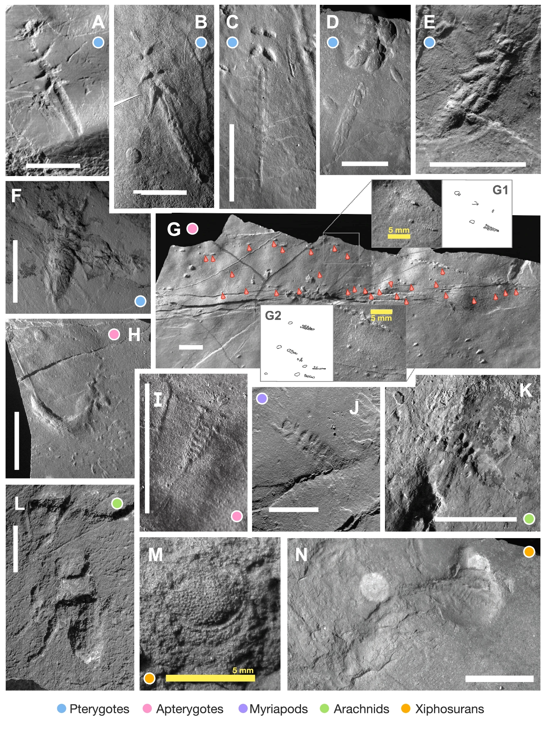 collage of images of fossils