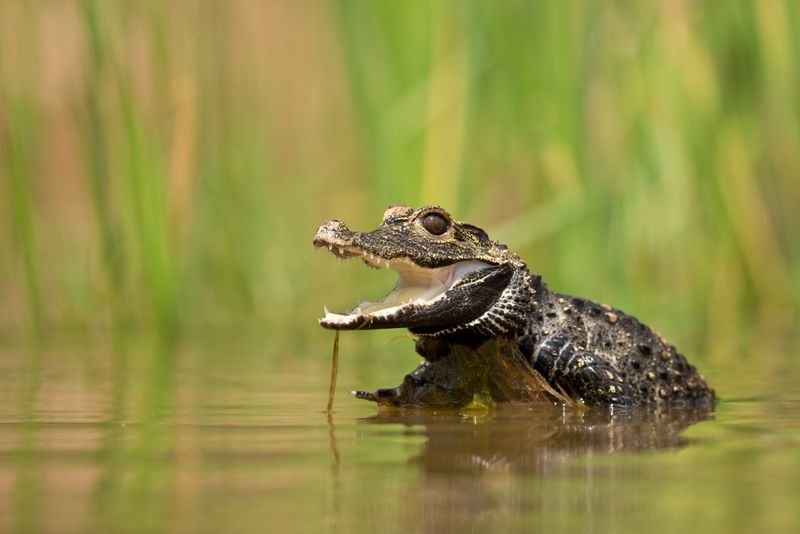 African Dwarf crocodile (Osteolaemus tetraspis) sitting on a log in a stream