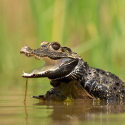 African Dwarf crocodile (Osteolaemus tetraspis) sitting on a log in a stream