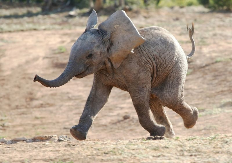 An African elephant calf running with its ears out and tail sticking up  