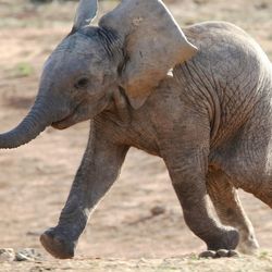 An African elephant calf running with its ears out and tail sticking up  