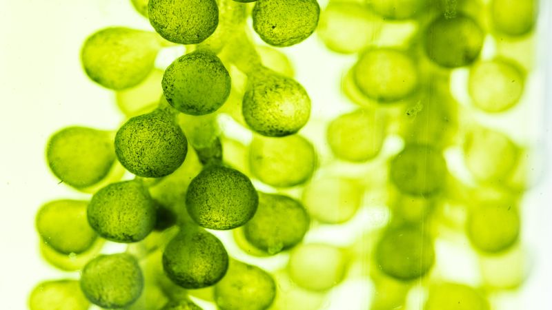 macro image of green algae suspended in water