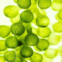 macro image of green algae suspended in water