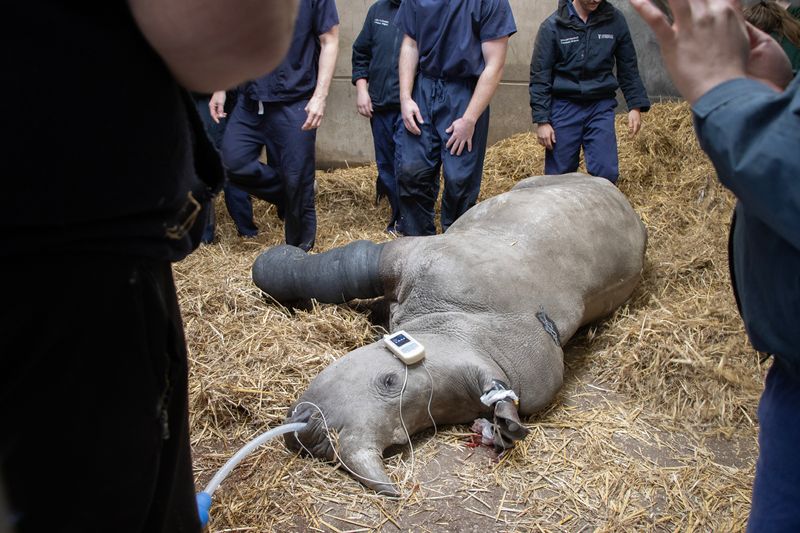 A rhino lies on a straw bed surrounded by people wearing blue overalls. She has a black cast on her leg.