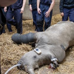 A rhino lies on a straw bed surrounded by people wearing blue overalls. She has a black cast on her leg.