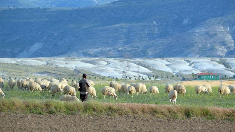 shepherd tending flock of sheep in rural Anatolia