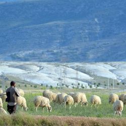 shepherd tending flock of sheep in rural Anatolia