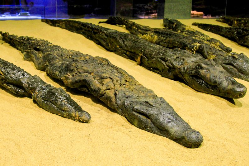 Ancient Egyptian mummified crocodiles