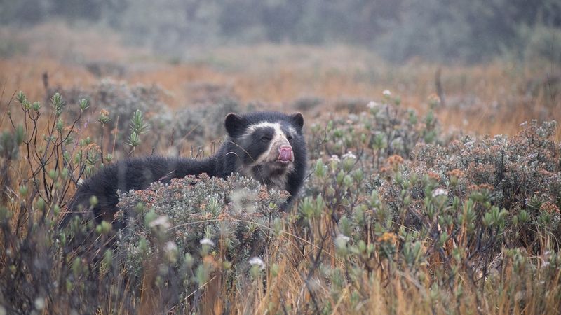 Andean bear in amongst some bushes with its tongue sticking out