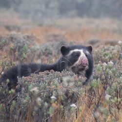 Andean bear in amongst some bushes with its tongue sticking out