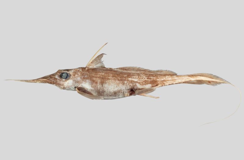 The newly described Australasian Narrow-nosed Spookfish, Harriotta avia.