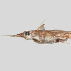 The newly described Australasian Narrow-nosed Spookfish, Harriotta avia.