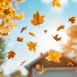 yellow maple leaves falling on a sunny day