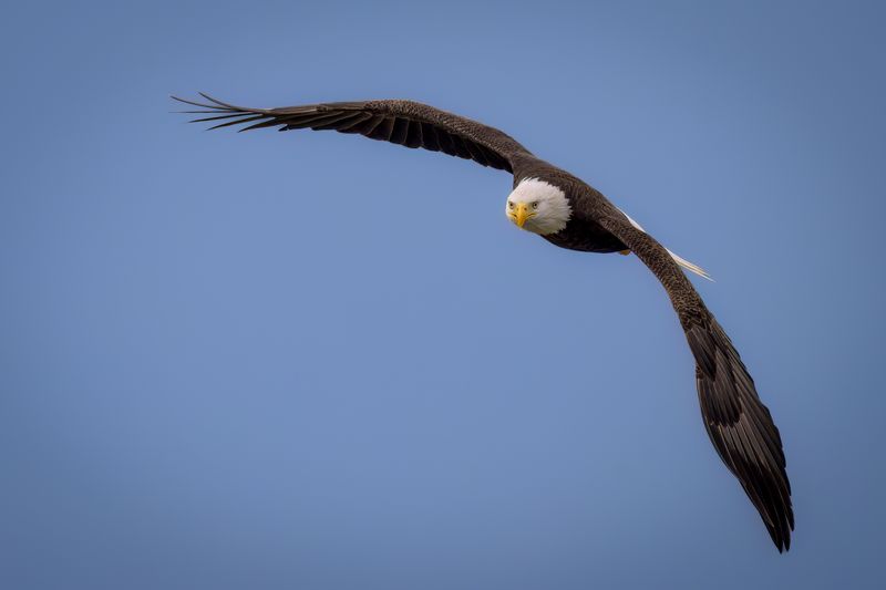 bald eagle in flight facing the camera in a clear blue sky