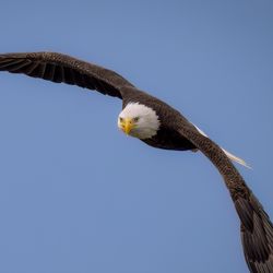 bald eagle in flight facing the camera in a clear blue sky