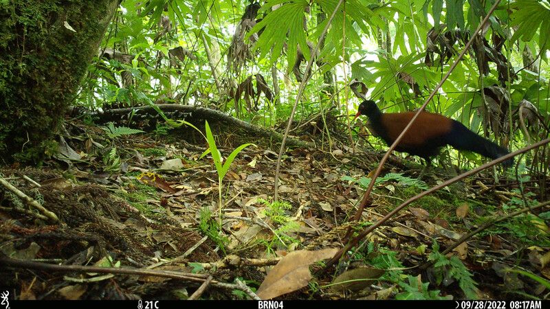 The Black-naped Pheasant-pigeon