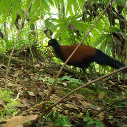 The Black-naped Pheasant-pigeon