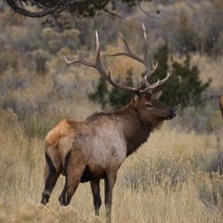 Bull elk during rut