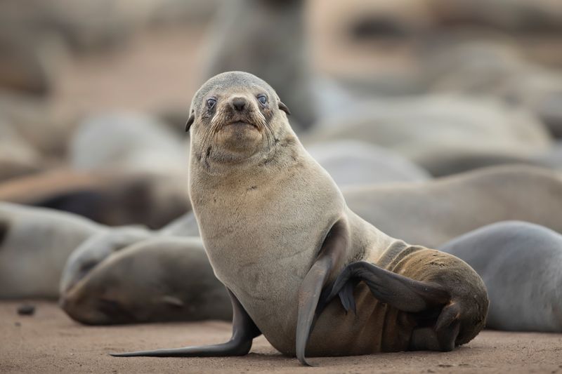 Cape Fur Seal sat on a beach looking worriedly at the camera. Other seals are sleeping behind.