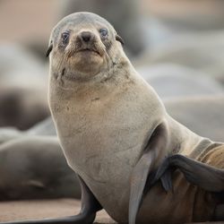 Cape Fur Seal sat on a beach looking worriedly at the camera. Other seals are sleeping behind.