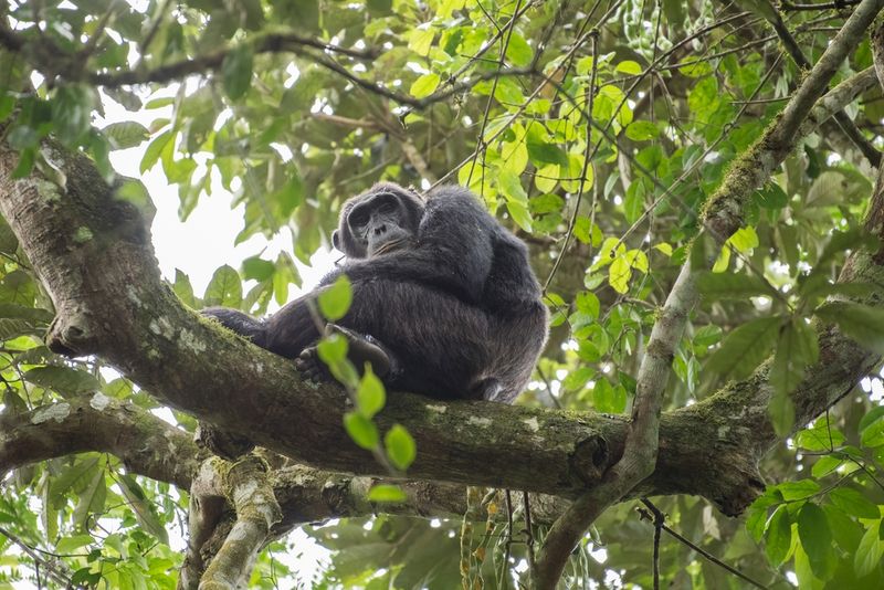 Pan-hooting chimpanzee (Pan troglodytes) in natural habitat sitting up a tree.