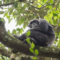 Pan-hooting chimpanzee (Pan troglodytes) in natural habitat sitting up a tree.