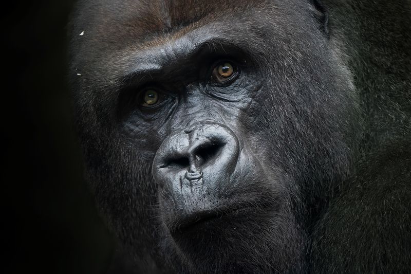 Close up of a male gorilla's face