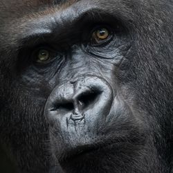 Close up of a male gorilla's face