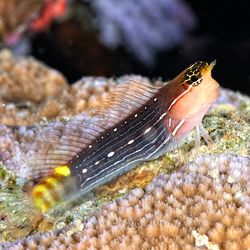 combtooth blenny