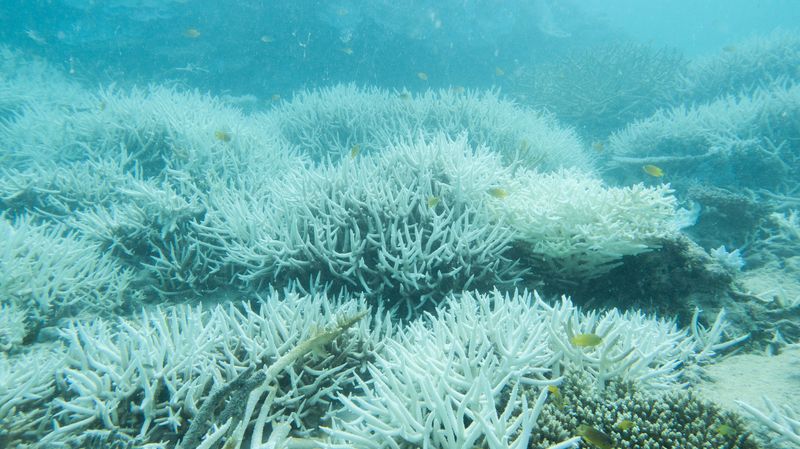 Coral bleaching like this often leads to death of the corals, and it is becoming more widespread than ever before.