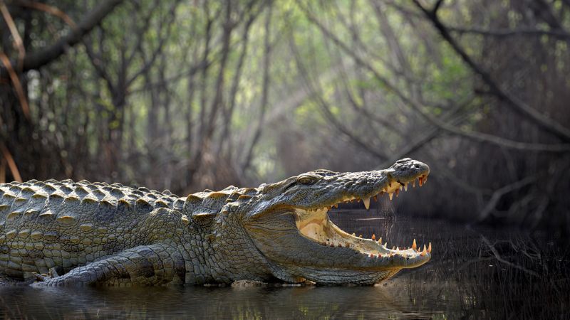 Large crocodile with its mouth open.