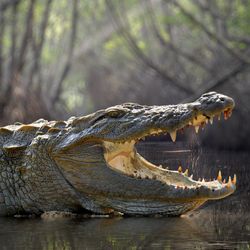 Large crocodile with its mouth open.