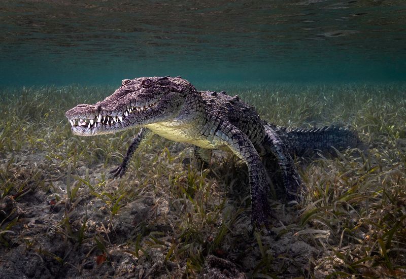 Cuban crocodile underwater the swamp floor is full of grasses