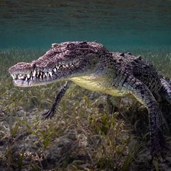 Cuban crocodile underwater the swamp floor is full of grasses