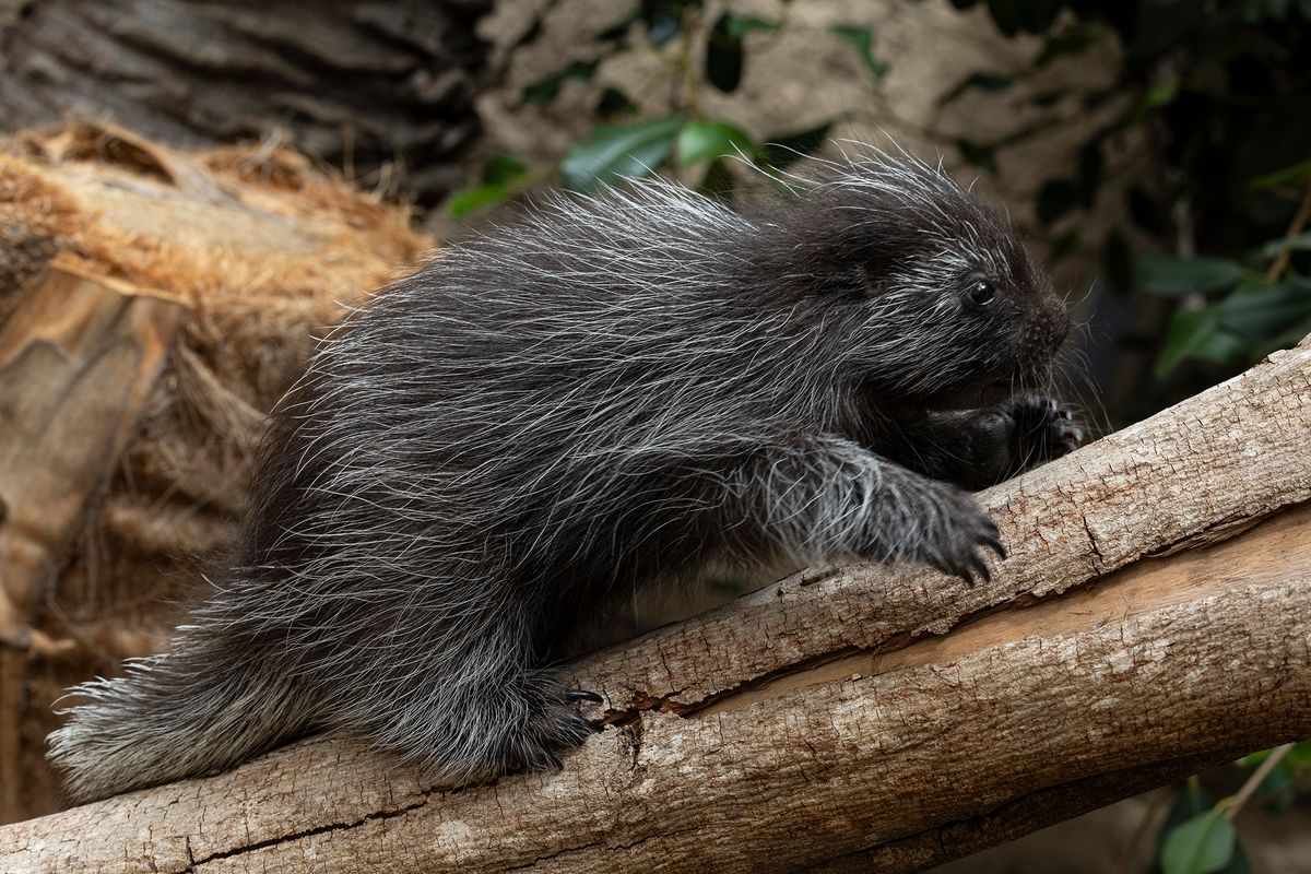 Dakota the porcupette