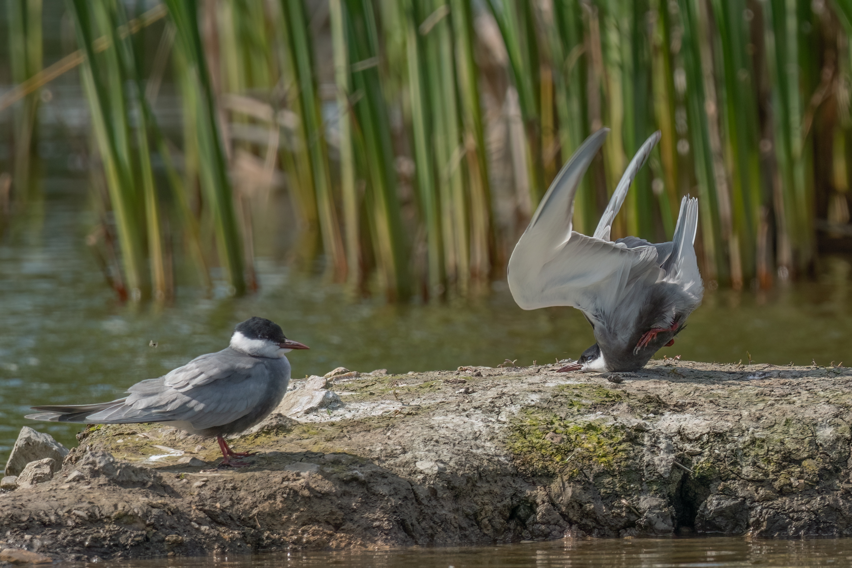 "Whiskered Tern crash on landing": a water bird makes an awkward landing.