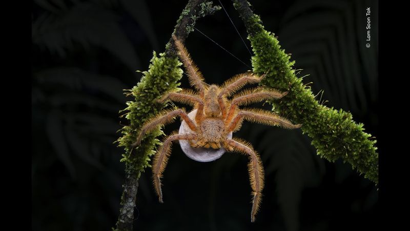 an orange spider straddles two mossy sticks