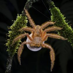 an orange spider straddles two mossy sticks