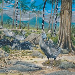 Dodo alongside other native species in forest in Mauritius