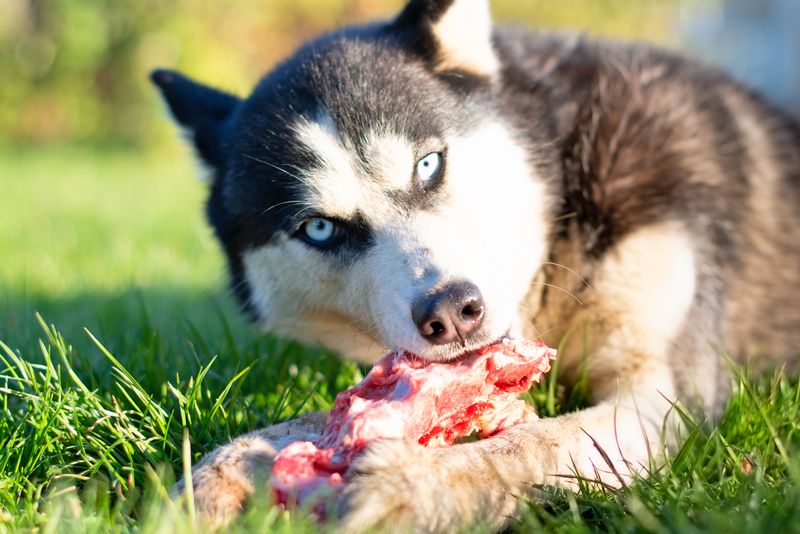 Husky dog eat bone on meadow. Close up