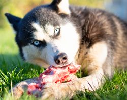 Husky dog eat bone on meadow. Close up