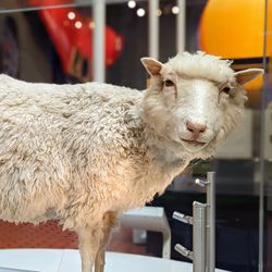 dolly the sheep on display at a museum