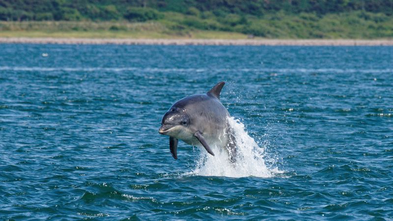 Dolphin jumping out of the water in Inverness Harbour