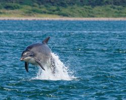 Dolphin jumping out of the water in Inverness Harbour