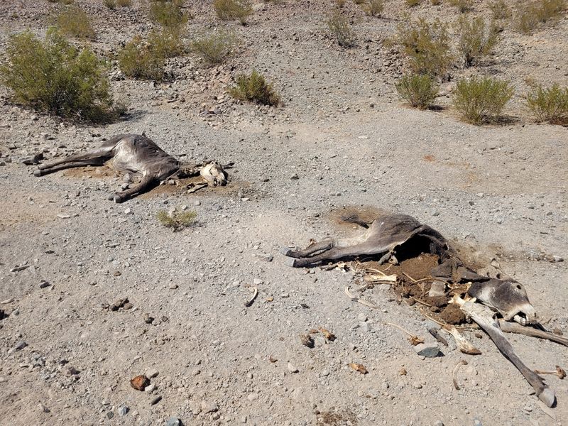 Remains of two of the 11 dead burros near Owls Hole Spring.