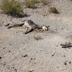 Remains of two of the 11 dead burros near Owls Hole Spring.