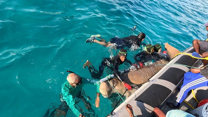 A dugong is alongside a boat in the sea while people wearing wetsuits attach a tag to the tail.