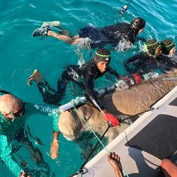 A dugong is alongside a boat in the sea while people wearing wetsuits attach a tag to the tail.